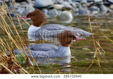 Two Common Mergansers Float Amongst The Reeds On The Clear Water Of Goldstream River In The Winter. 