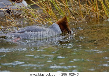 Female Common Merganser Dips Its Head While Swimming Through Reeds On Goldstream River, Vancouver Is