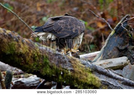 Bald Eagle Holds Piece Of Salmon With Its Talons As It Eats It On A Log Jam On Goldstream River, Gol