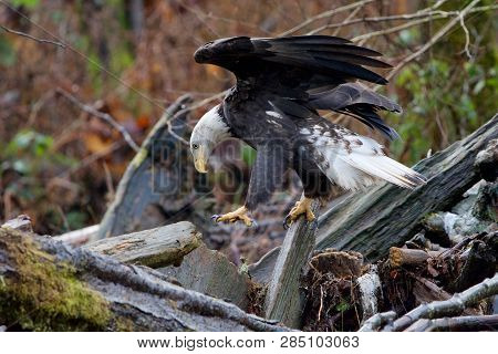Adult Bald Eagle Hops From One Log To Another Balancing With Its Wings Open As It Ssearches For Salm