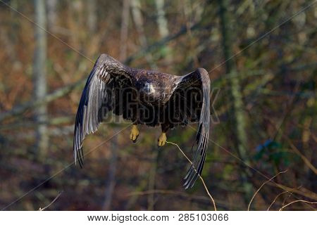 Juvenile Bald Eagle Powers Towards The Camera As It Takes Off Through The Bushes In Goldstream Provi