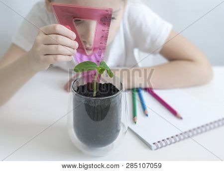 Schoolgirl In A Biology Or Botany Class Measure A Sprouted Green Plant With A Ruler. Ucumber Leaves.