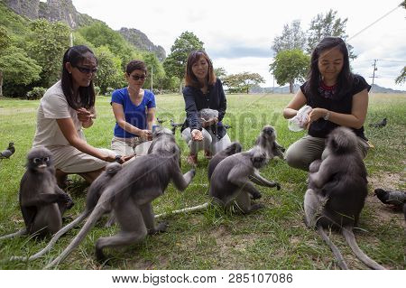 Prachuap Khiri Khan Thailand - September24,2016 : Thai Tourist Feeding Nut To Dusky Leaf Monkey In A