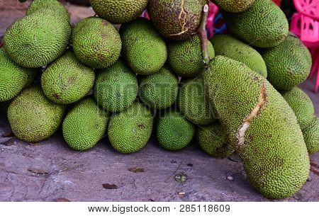 Jackfruit Is Delicious Sweet Fruit. Jackfruit Tree And Young Jackfruits