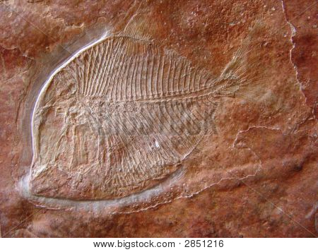 Cantera fossili