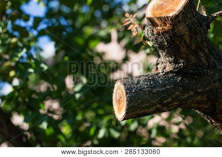 Spilled Branch On A Fruit Tree Close-up. Photographed At A Sunny Day.