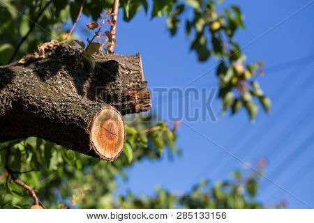 Spilled Branch On A Fruit Tree Close-up. Photographed At A Sunny Day.
