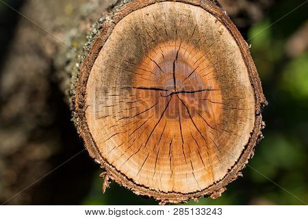 Spilled Branch On A Fruit Tree Close-up. Photographed At A Sunny Day.