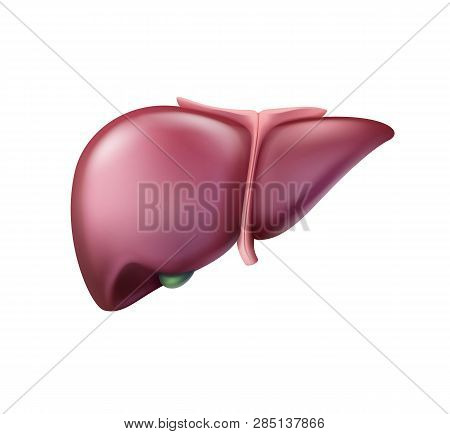 Vector Realistic Pinkish Healthy Liver Close Up Front View Isolated On Background