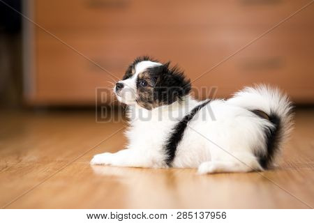 Charming Papillon Puppy Lying On The Floor