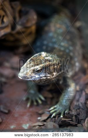 The Savannah Monitor. Varanus Exanthematicus. Is A Medium-sized Species