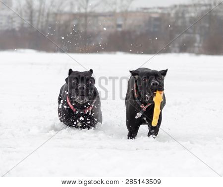 Cane Corso. Dogs Play With Each Other. Walking Outdoors In The Winter.  How To Protect Your Pet From