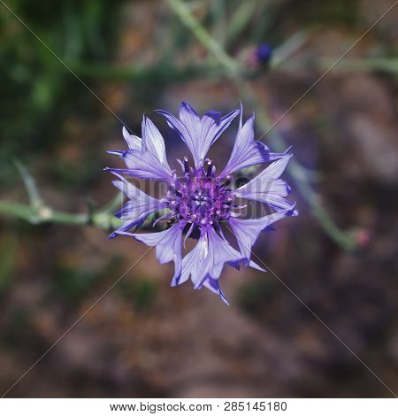 Top View Flower Of Cornflower, Violet Centaurea In Garden, Selective Focus