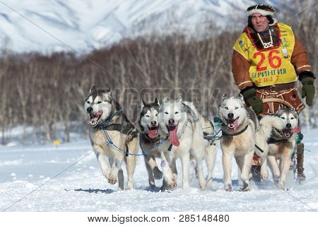 Kamchatka, Russia - Feb 25, 2017: Running Husky Sled Dog Team Musher Valery Sokolov On Track In Wint