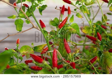 Capsicum Annuum Or Chilli Padi When Raw Is Dark Green. When Cooked, It Gradually Turns Red And Is Of