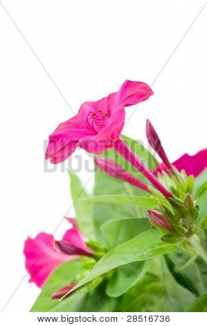 Trzy Mirabilis piękny kwiat