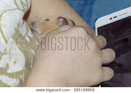 Hamster Sleeps In The Arms Of A Little Baby Girl