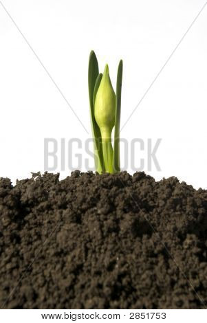 Plant