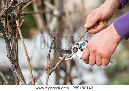 A Gardener Man Cuts Branches Of Bushes And Trees In His Garden.