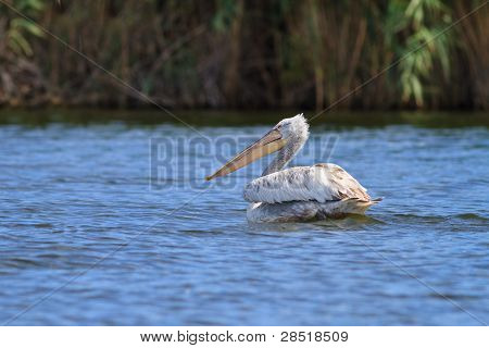 Dalmatiske Pelican (pelecanus Crispus)