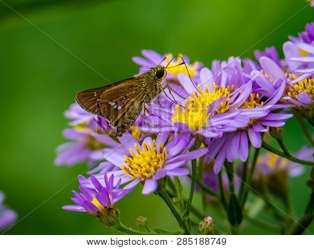 A Skipper Butterfly Feeds From A Cluster Of Aster Flowers Along A Roadside In Central Kanagawa Prefe