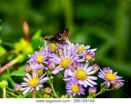 A Skipper Butterfly Feeds From A Cluster Of Aster Flowers Along A Roadside In Central Kanagawa Prefe