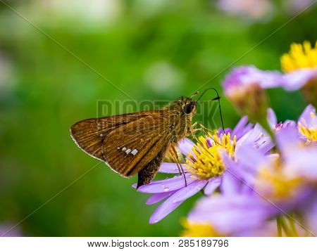 A Skipper Butterfly Feeds From A Cluster Of Aster Flowers Along A Roadside In Central Kanagawa Prefe