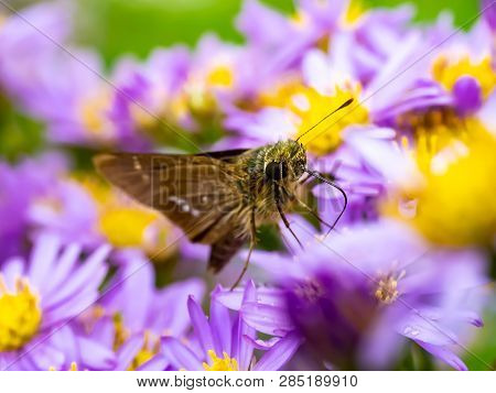 A Skipper Butterfly Feeds From A Cluster Of Aster Flowers Along A Roadside In Central Kanagawa Prefe