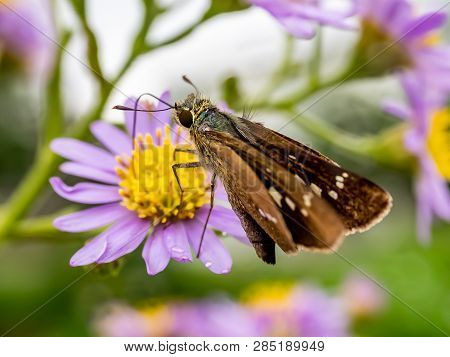 A Skipper Butterfly Feeds From A Cluster Of Aster Flowers Along A Roadside In Central Kanagawa Prefe
