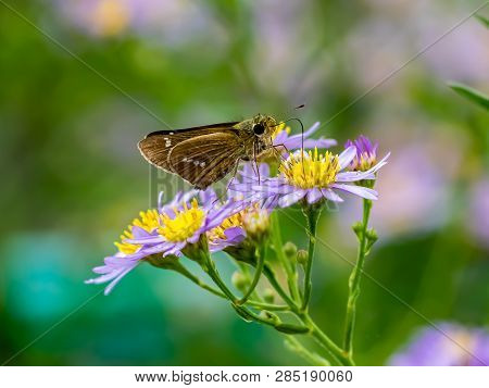 A Skipper Butterfly Feeds From A Cluster Of Aster Flowers Along A Roadside In Central Kanagawa Prefe