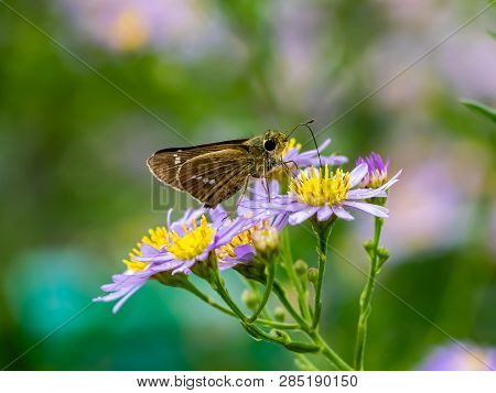 A Skipper Butterfly Feeds From A Cluster Of Aster Flowers Along A Roadside In Central Kanagawa Prefe