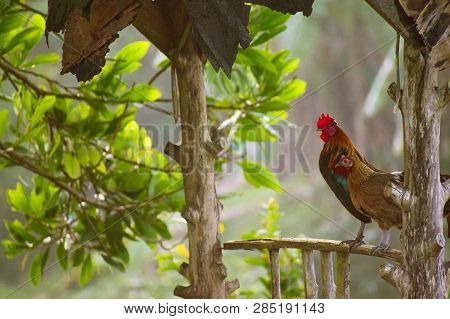 Two Chickens Are Standing On The Wood.