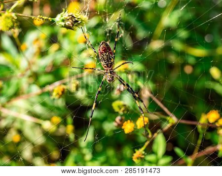 A Japanese Gumo Spider Rests In Its Web Along A Residential Walking Path In Central Kanagawa Prefect