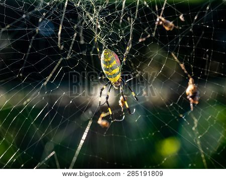 A Japanese Gumo Spider Rests In Its Web Along A Residential Walking Path In Central Kanagawa Prefect