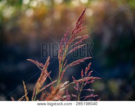 Red Johnson Grass Sways In The Winds Along A River In The Japanese Fall