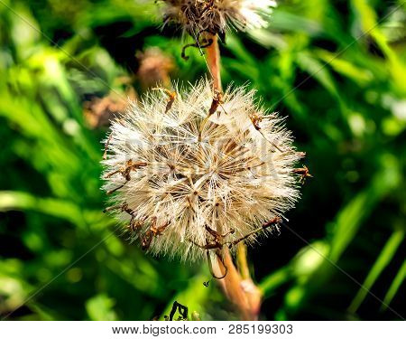 Aster Flowers That Have Dried And Gone To Seed In Late Winter. Asters, Daisies, And Similar Flowers 