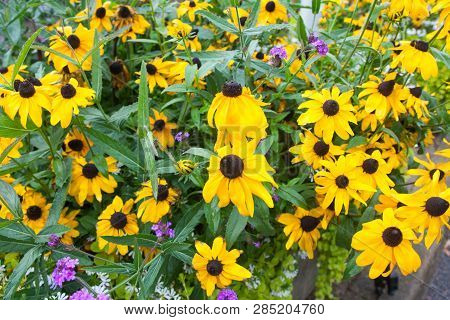 Bright Yellow Rudbeckia Fulgida Cone Flowers With Dark Brown Capitula Are Blossoming In The Garden A