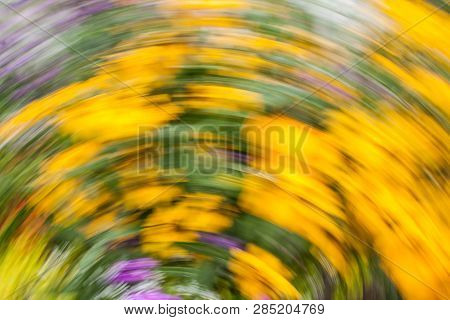 Abstract Blurred Photo In Motion Of Bright Yellow Rudbeckia Fulgida Cone Flowers With Dark Brown Cap