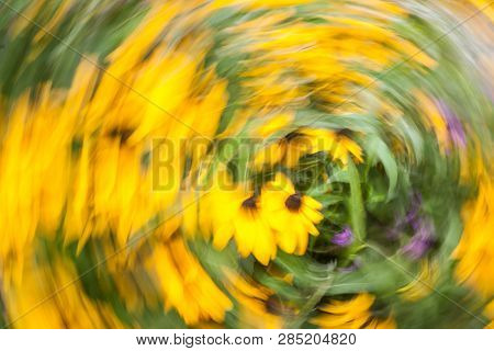 Abstract Blurred Photo In Motion Of Bright Yellow Rudbeckia Fulgida Cone Flowers With Dark Brown Cap