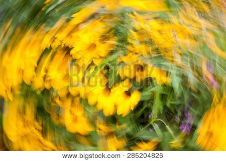 Abstract Blurred Photo In Motion Of Bright Yellow Rudbeckia Fulgida Cone Flowers With Dark Brown Cap