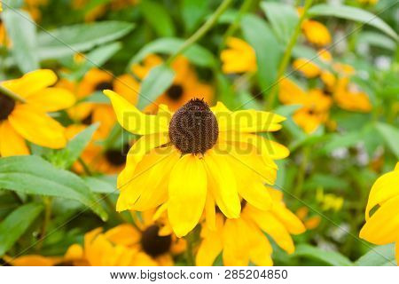 Bright Yellow Rudbeckia Fulgida Cone Flowers With Dark Brown Capitula Are Blossoming In The Garden A