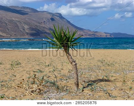Kissamos Beach Flora Near Famous Lagoon Of Balos Beach With White Sand And Exotic Blue And Turquoise