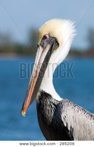 Pelican portræt
