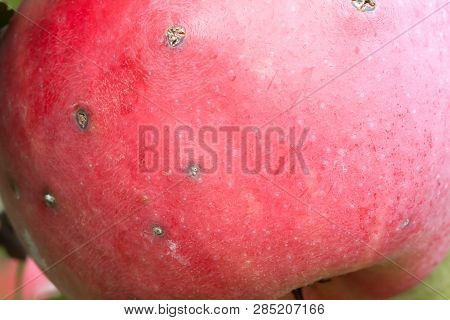 Red Apple With Scab Growing On Tree.