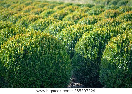Evergreen Buxus Or Box Wood Nursery In Netherlands, Plantation Of Big Round Box Tree Balls In Rows D
