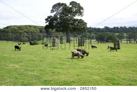 Goats In A Field