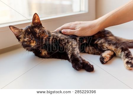 Woman Is Stroking Cute Tortoiseshell Color. Fluffy Pet. Pet Adoption Of Non-pedigreed Cat.