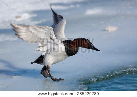 Birds Shorebirds Winter Canvasback Duck Wings Open