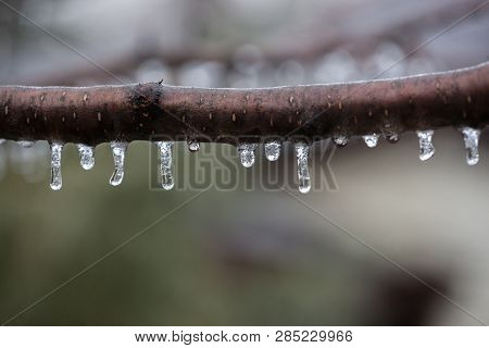 Forest Frozen Icecicles On Solitary Branch Winter 2019