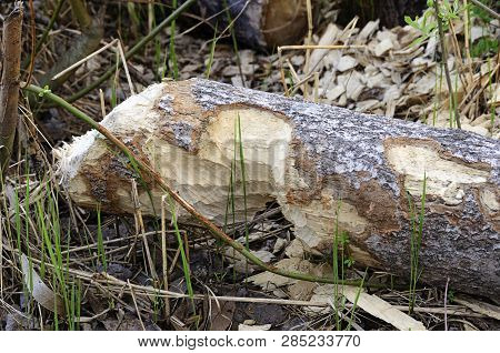 Photo Damaged Fragments Of Gnawed Beaver Felled Aspen Trees In A Swampy Area During The Day Closeup.